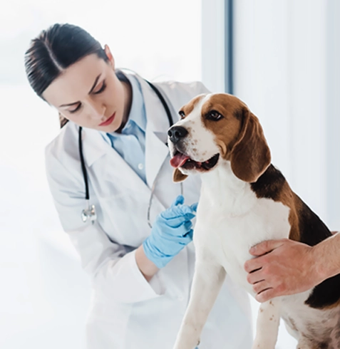 Altıntaş Veteriner